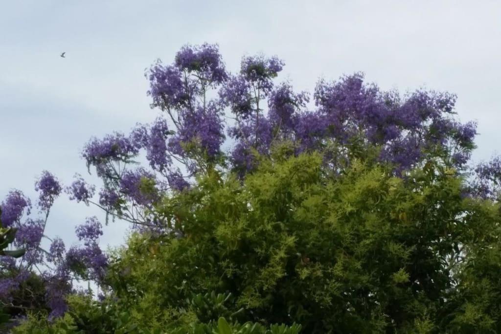 Casetta Jacaranda Генуя Экстерьер фото